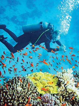 Scuba Diving & Snorkeling