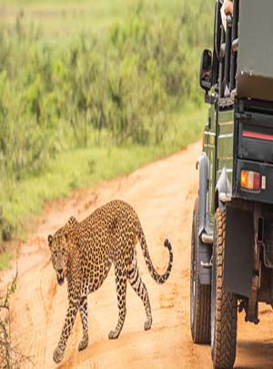 Wildlife Safaris